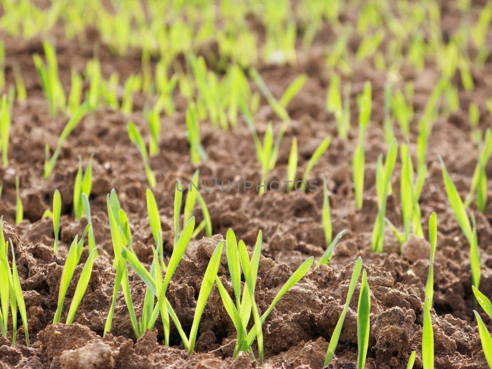 Closeup of young wheat growing at spring