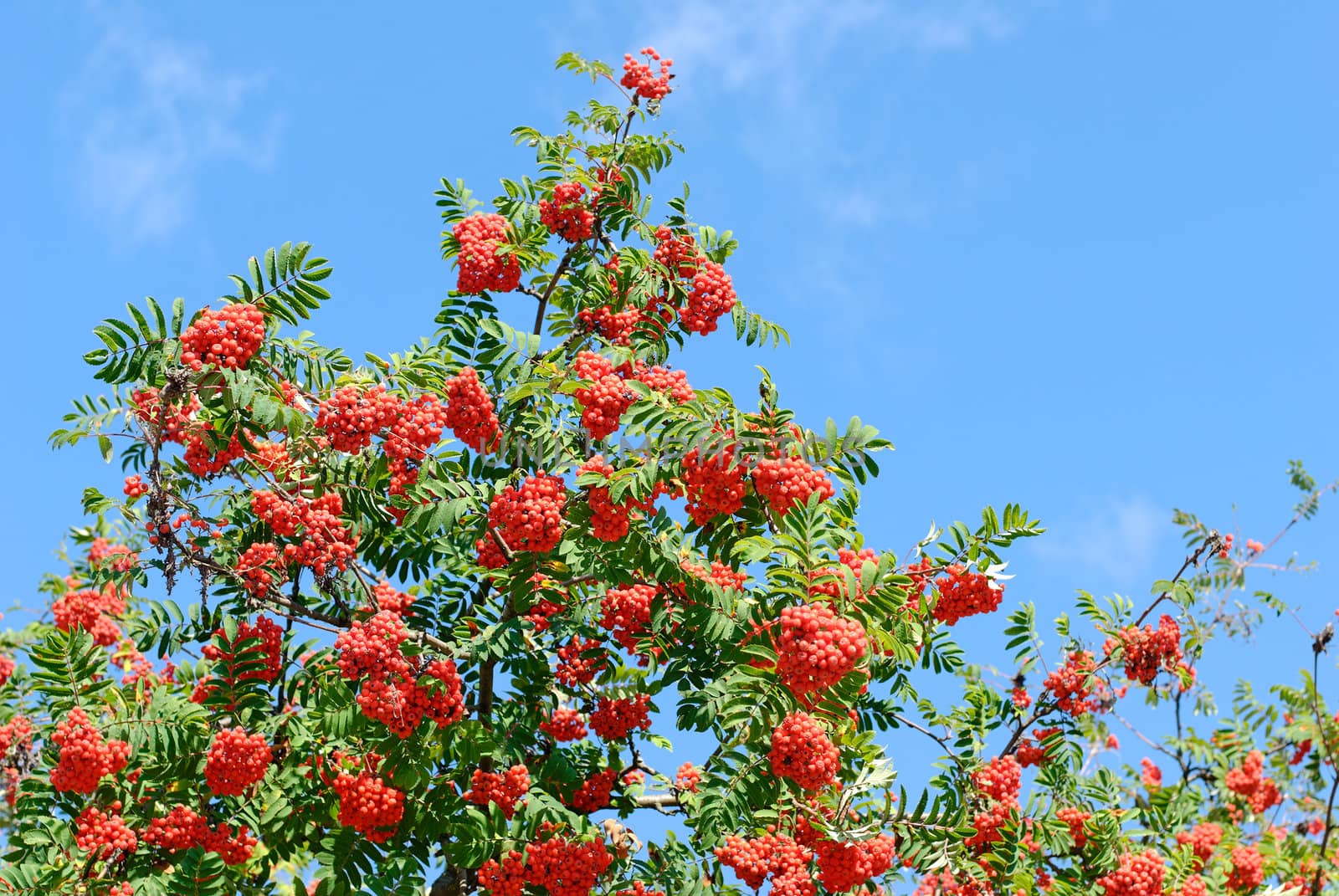 Rowan tree heavy with berries against blue sky with wiffs of clouds.
