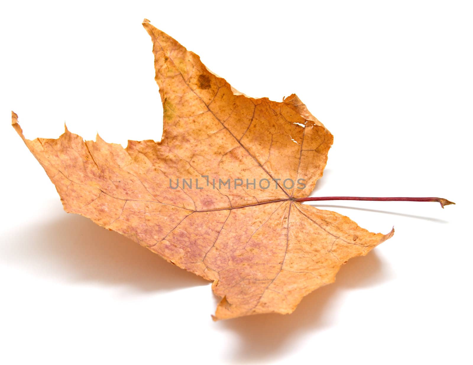 Autumn maple leaf on white background. Isolation, shallow DOF