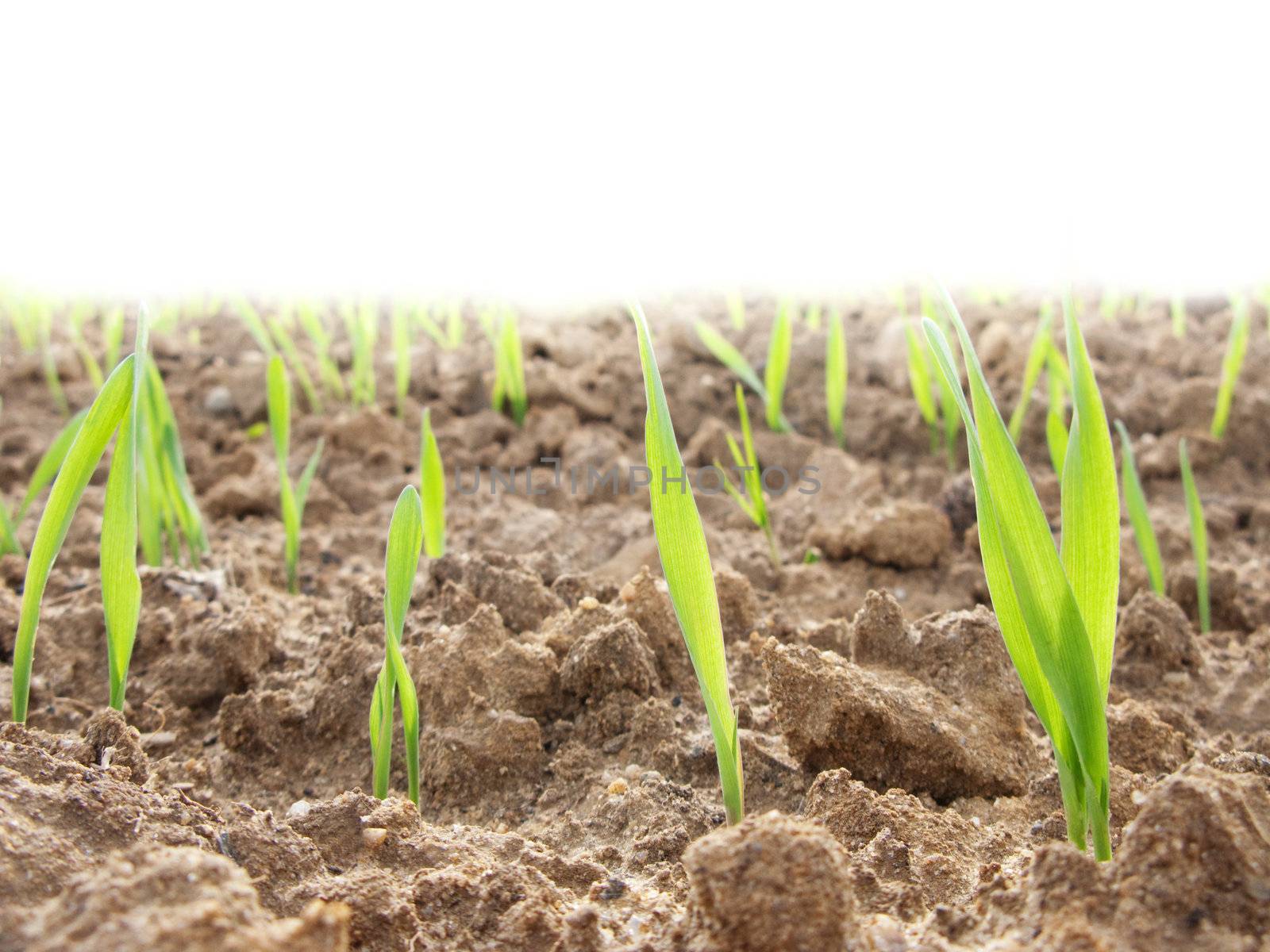 Young field of wheat under pure white light