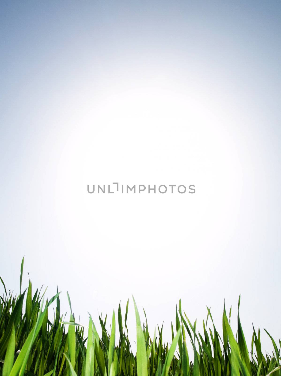 Young wheat growing under bright spring sun