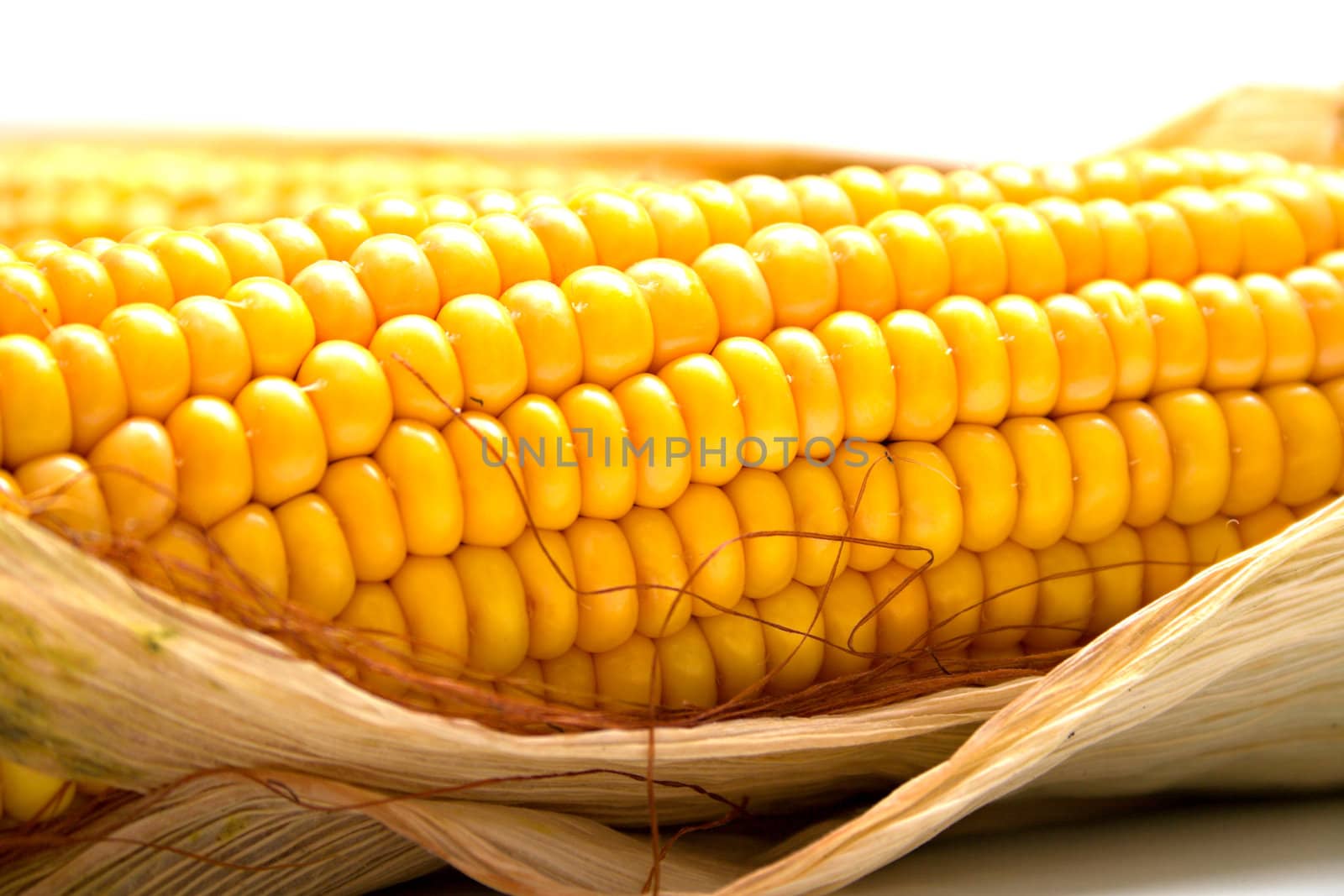 Freshly harvested corn, close up. Shallow DOF, macro, background
