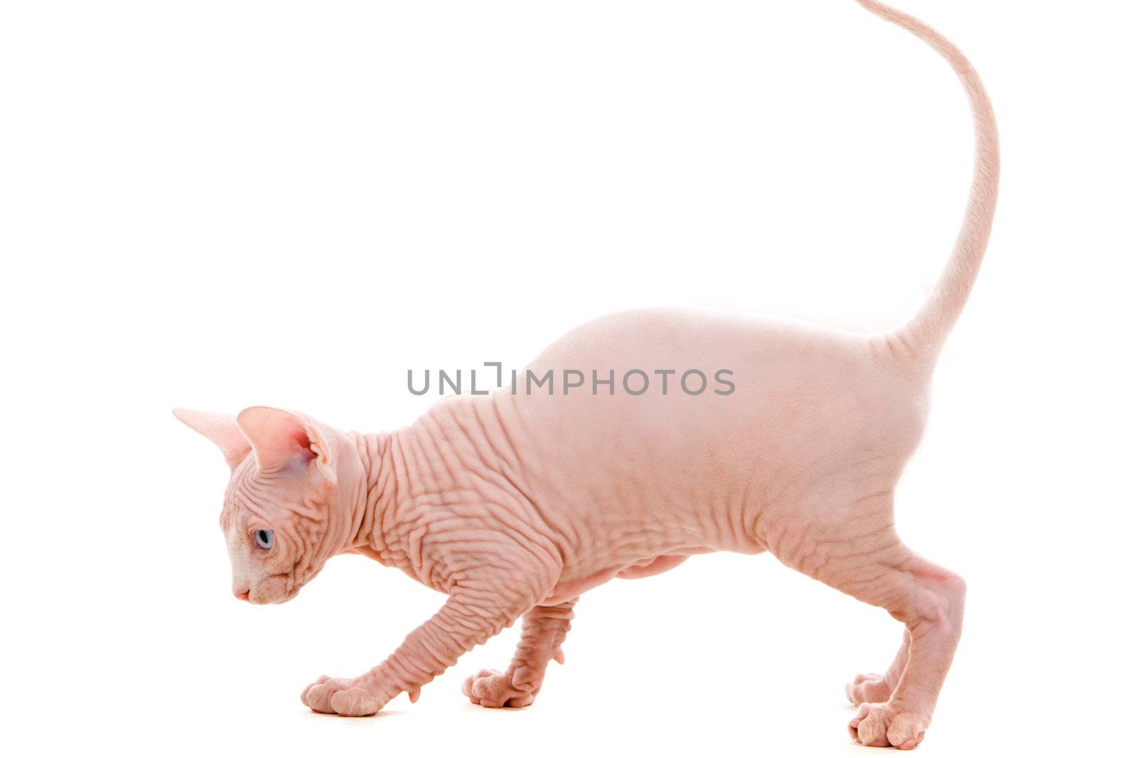 Young sphinx kitten on isolated white - bold and cute