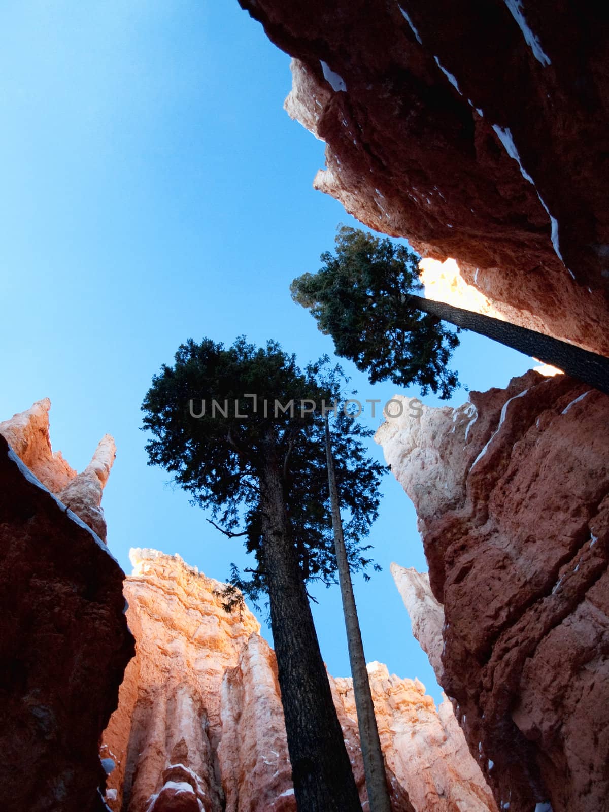 Trees soaring toward blue in Navajo loop trail in Bryce Canyon