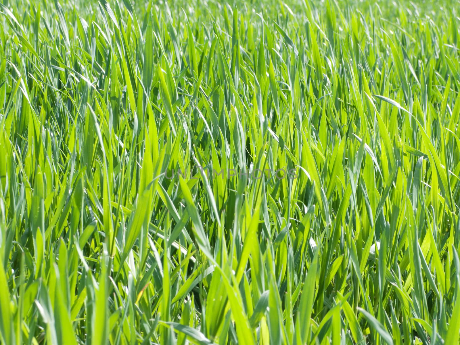 Close up of a fresh green  field of wheat at spring