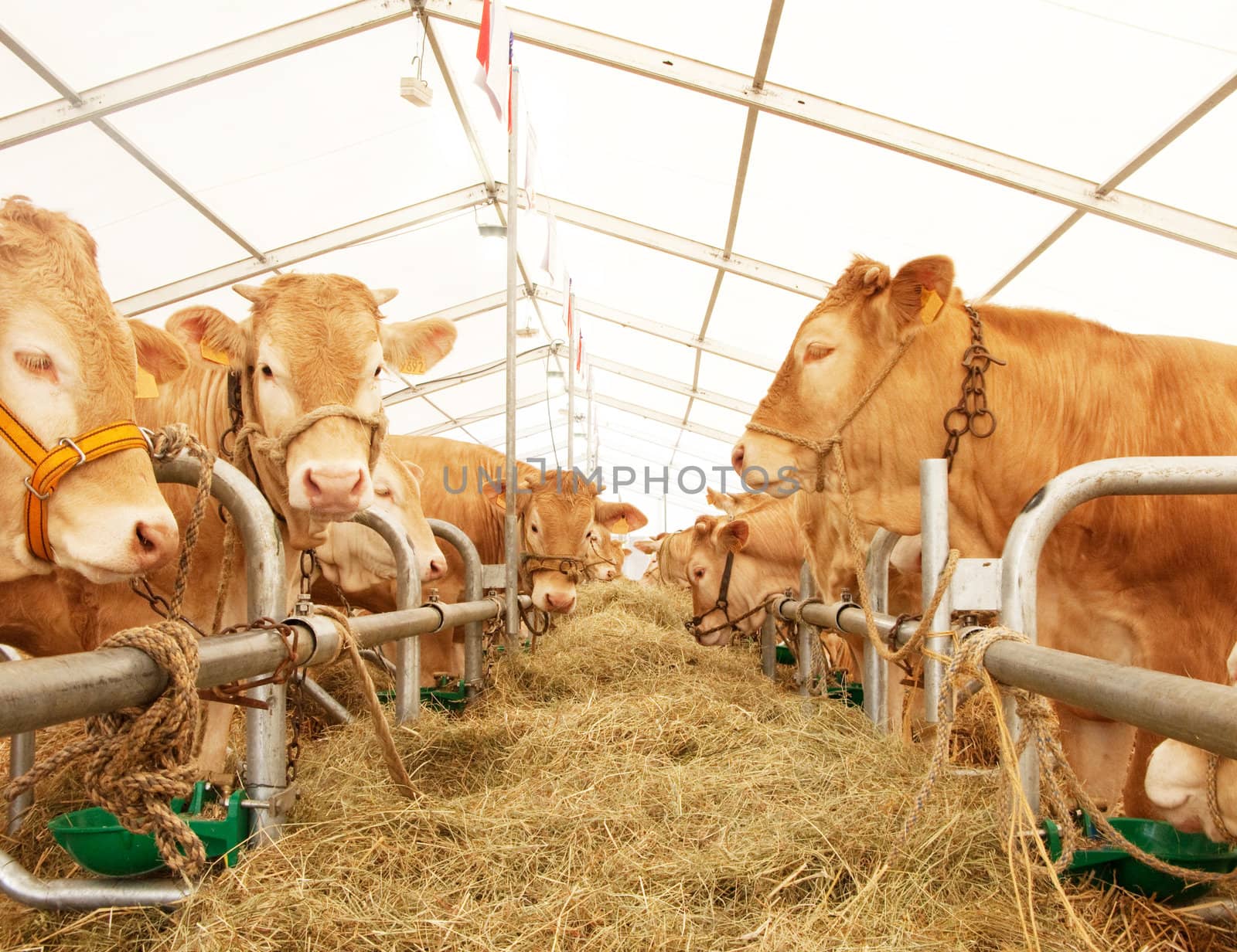 French cows lined up during a fair contest