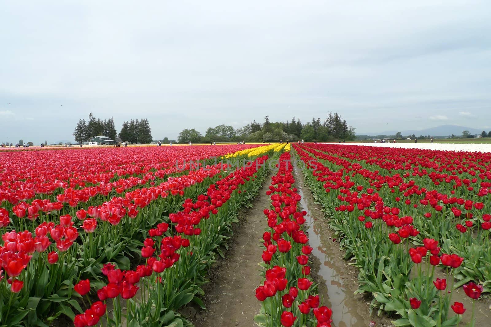 Tulips by seattlephoto