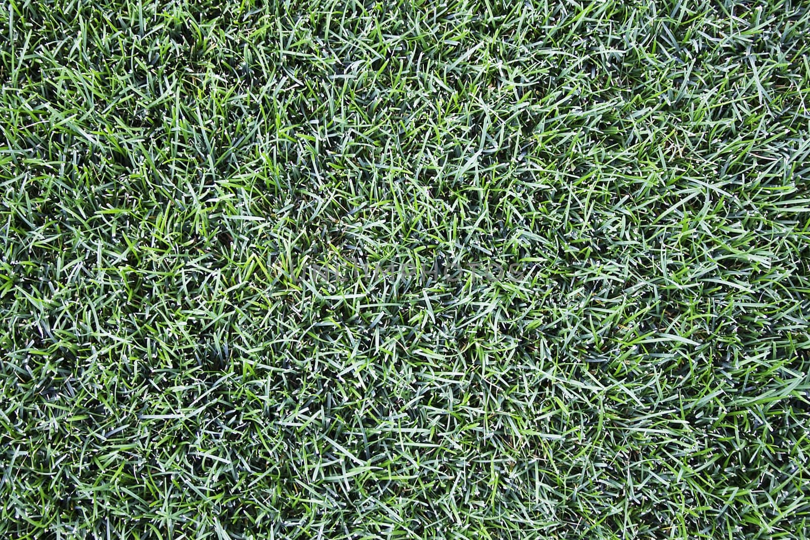 Perfectly Manicured Grass by suwanneeredhead