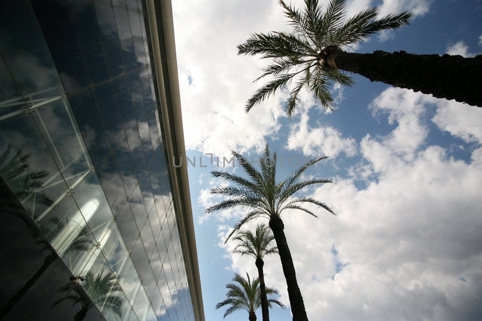 Palm trees on a background of the sky