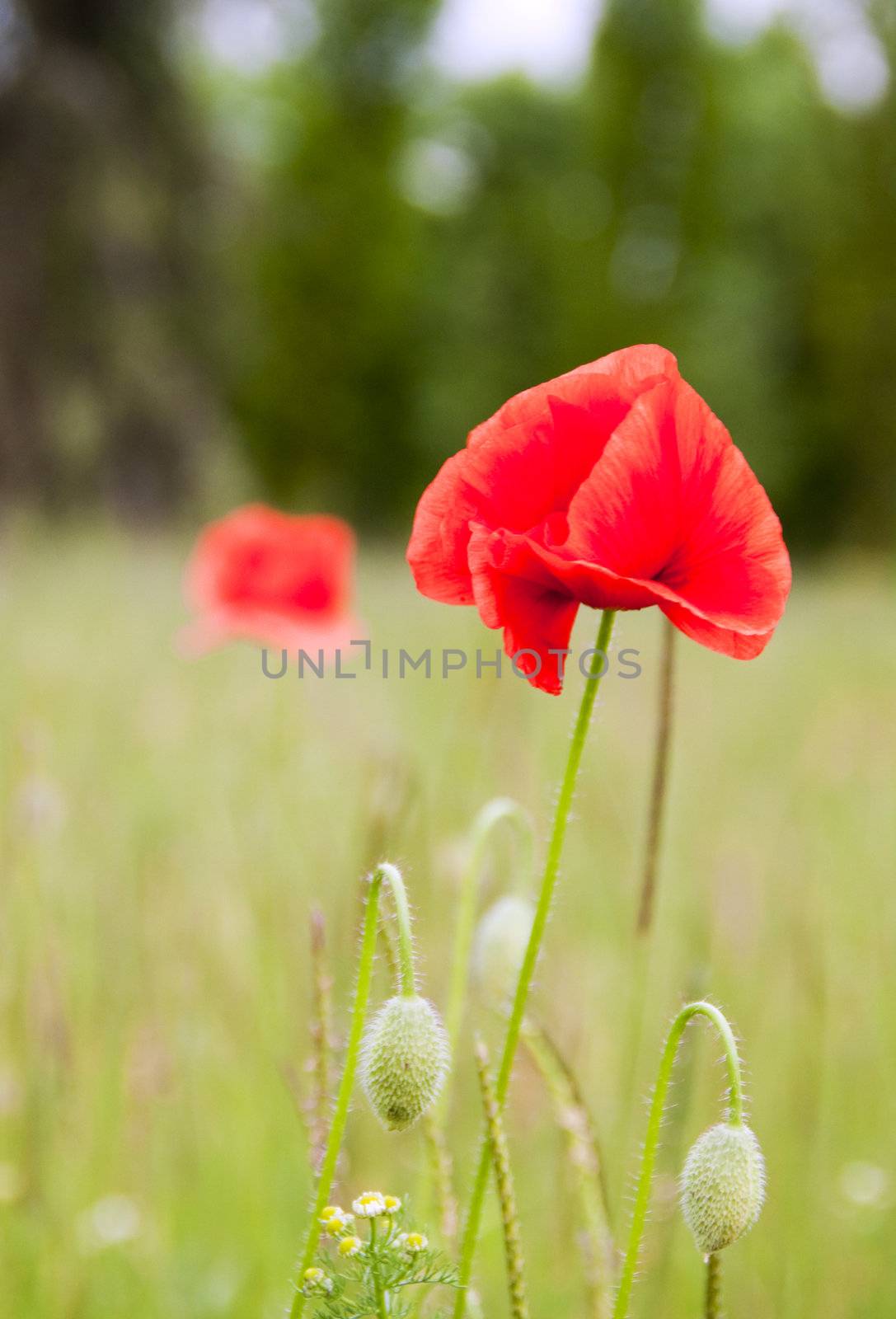 Closeup of poppy standing in the field