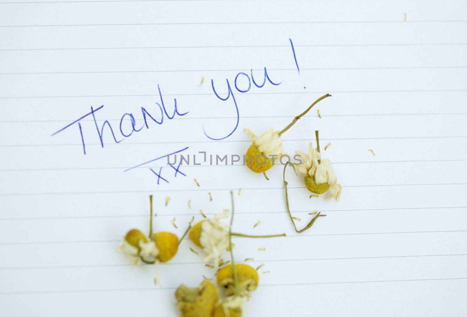 Small thank you note with chamomille flowers