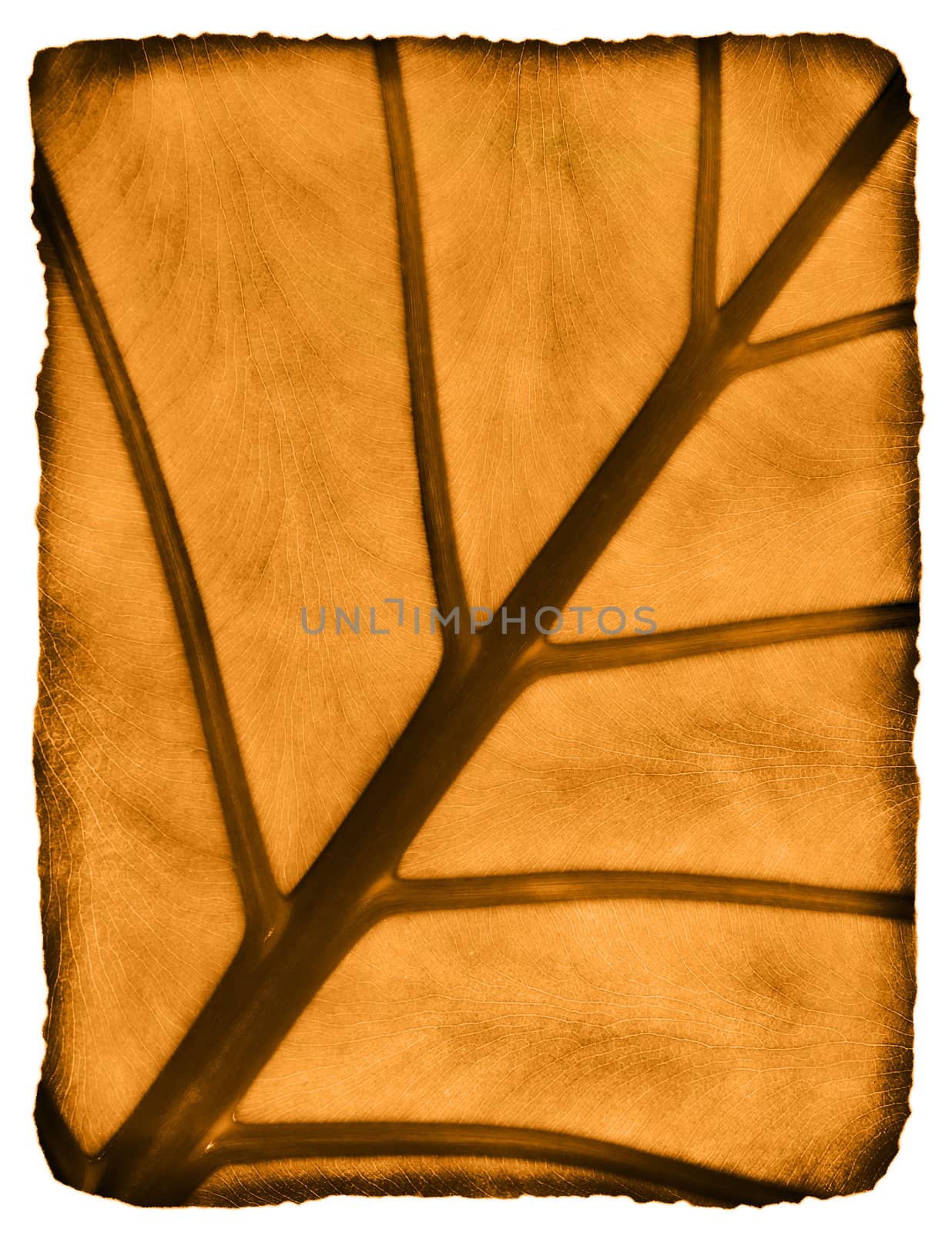 Burnt dry leaf on a letter size paper.