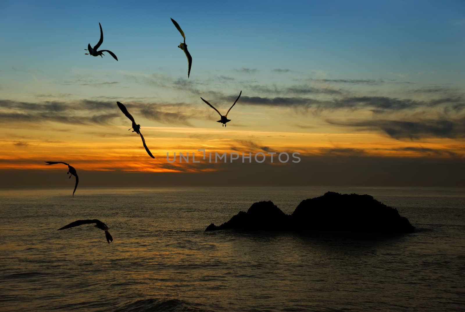 Seagulls flying over the Pacific coast in Califonia in twilight.