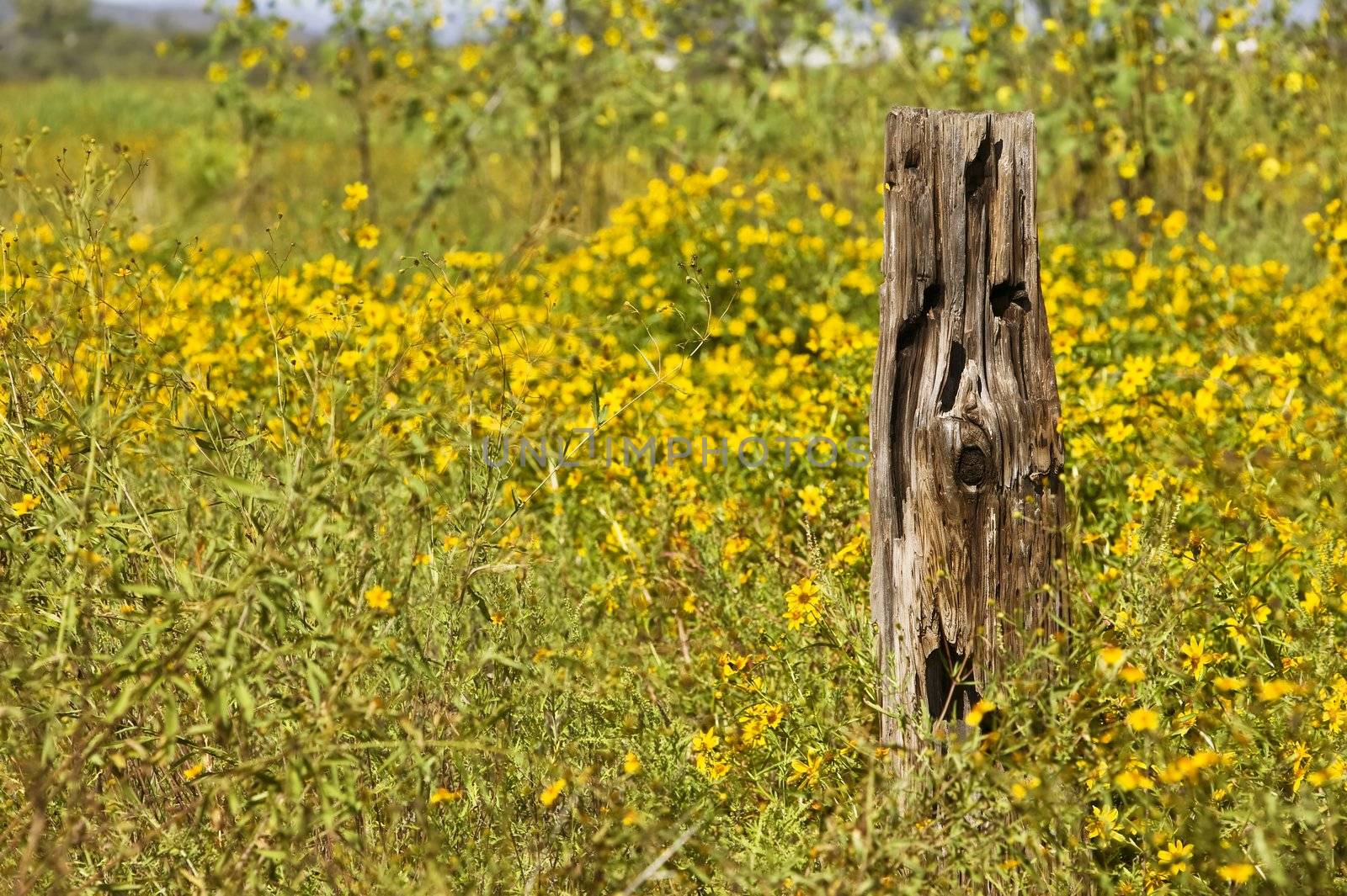 Rural scene of an old wooden post and a carpet of yellow flowers