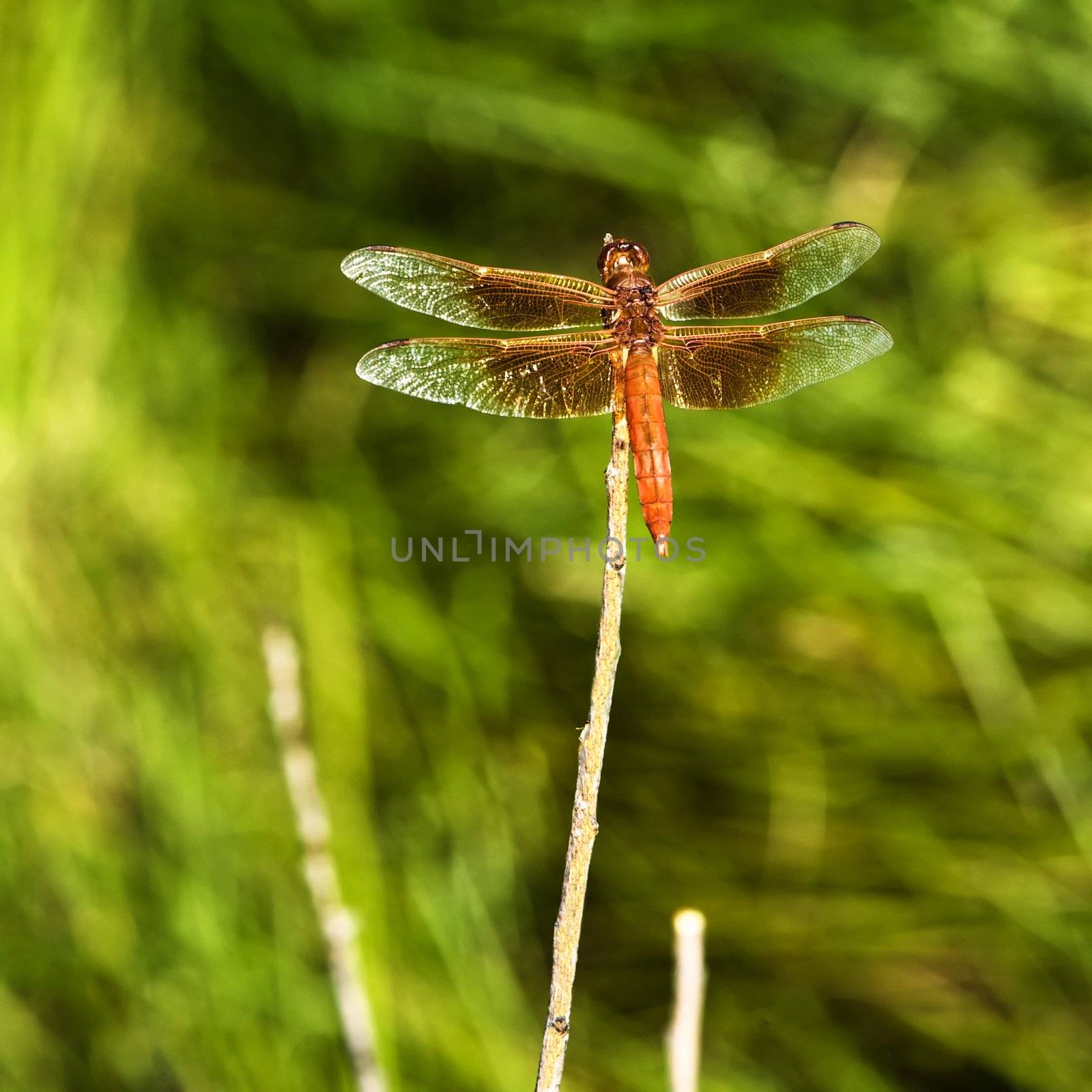 Red dragonfly perched on a bare twig