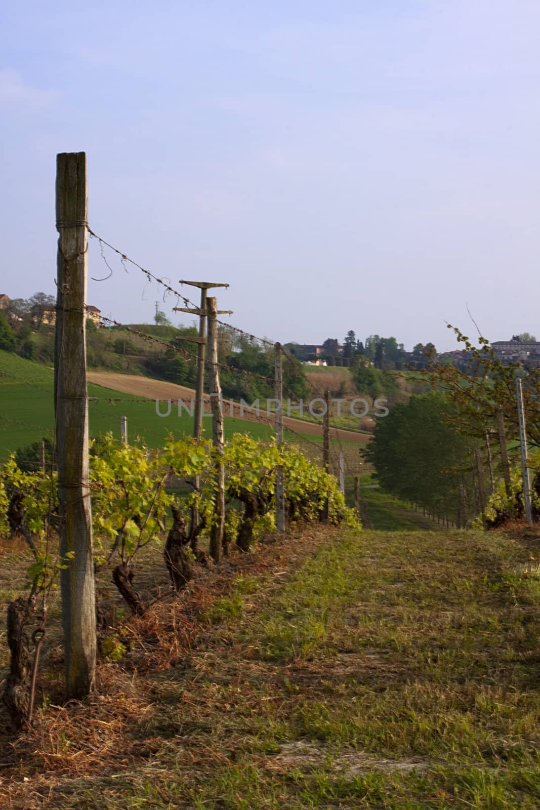 View of a vine under a blue sky