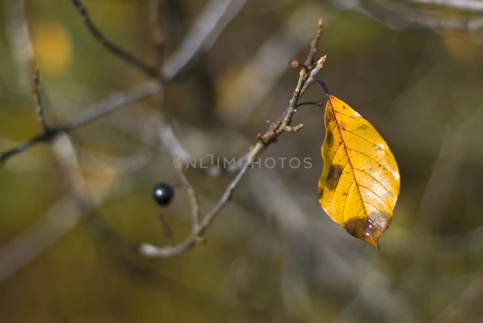 Yellow leaf!