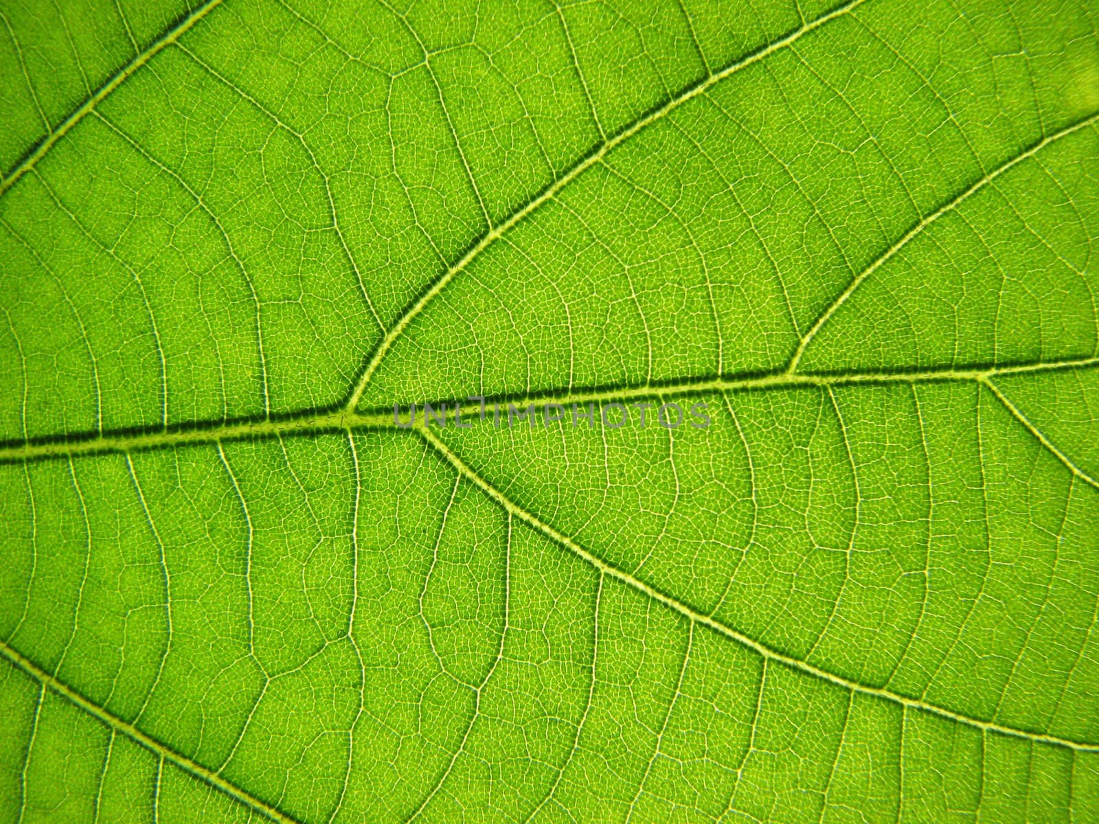 green leaf by artcalin
