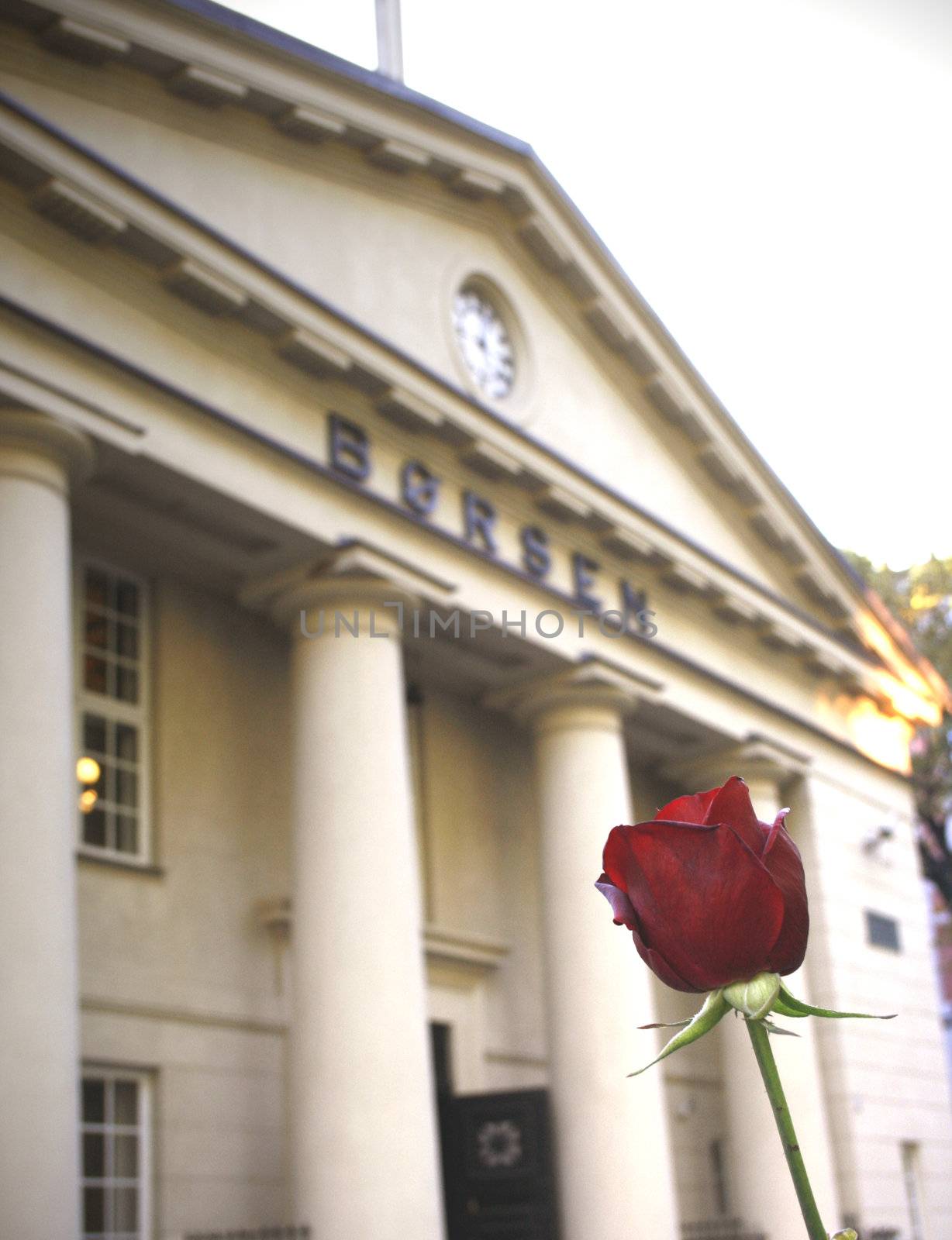 A rose in front of Oslo stock exchange