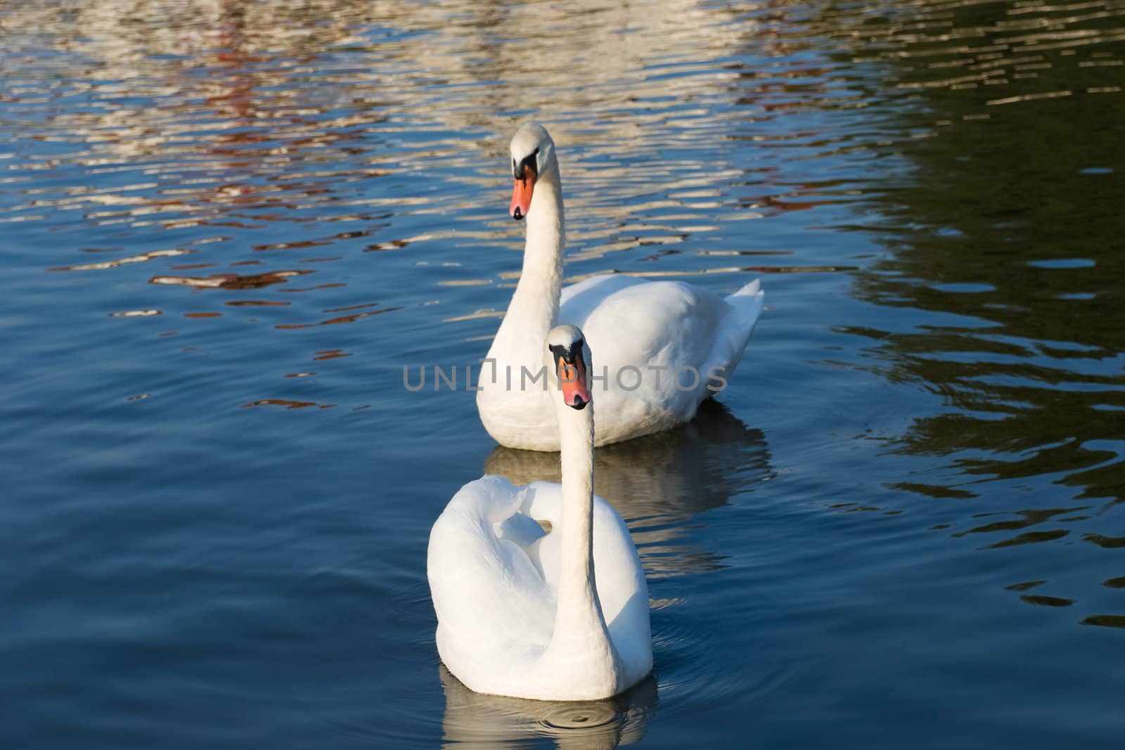 Pair of swans by y_serge