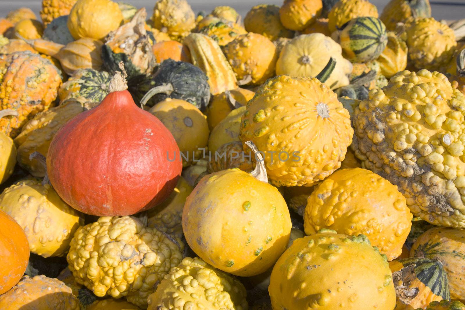 hokkaido and other pumpkins outdoor by bernjuer