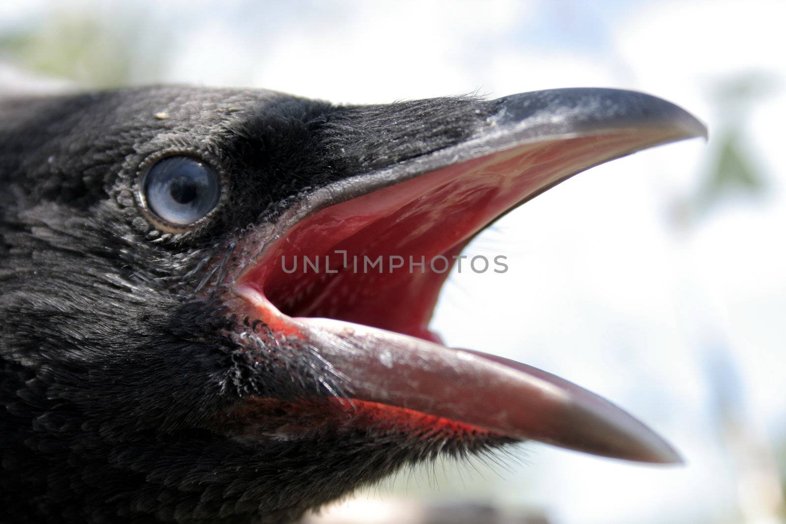 Portrait of the young crow in the nest 2.