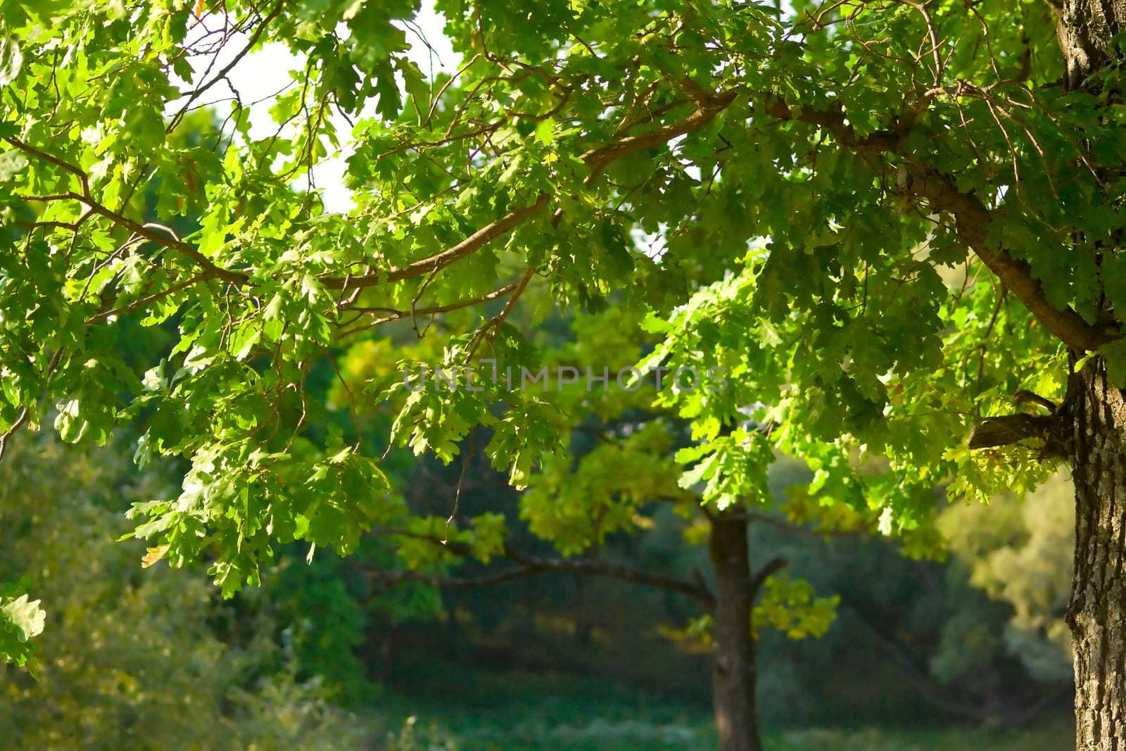 Summer at the park. A landscape