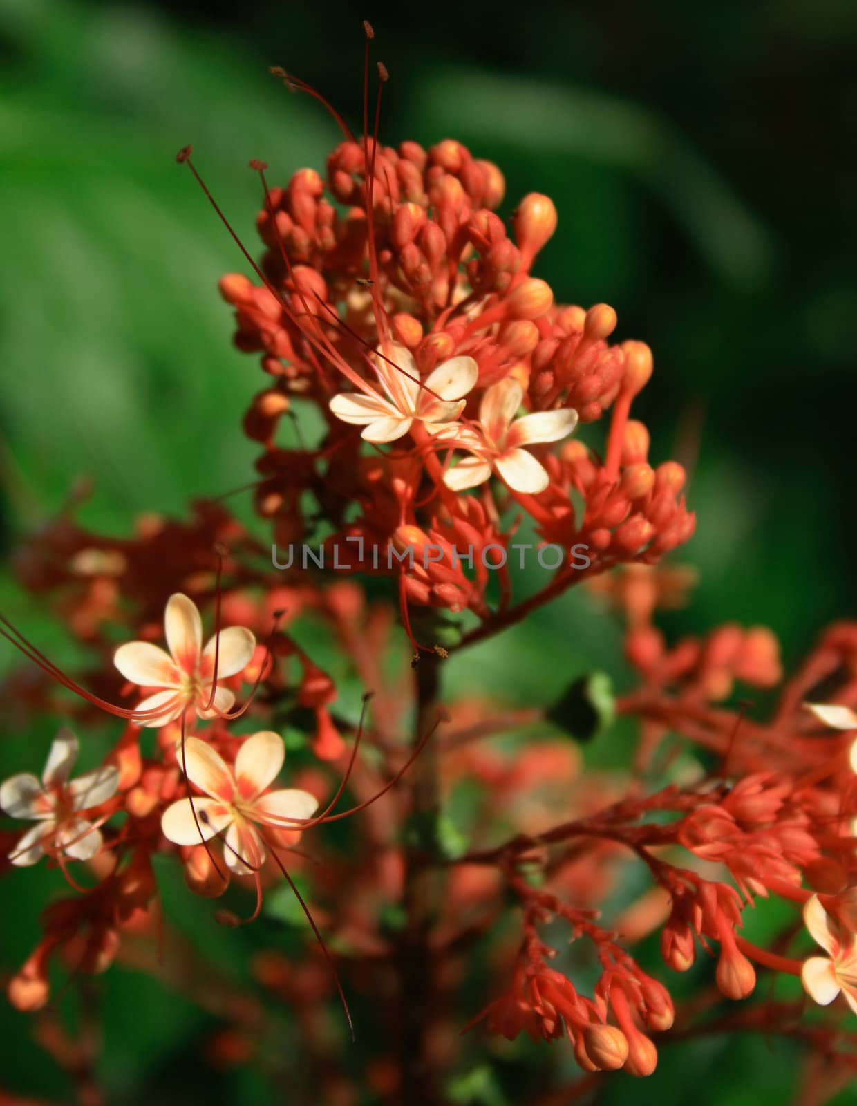 Flower found in botanical garden Singapore.