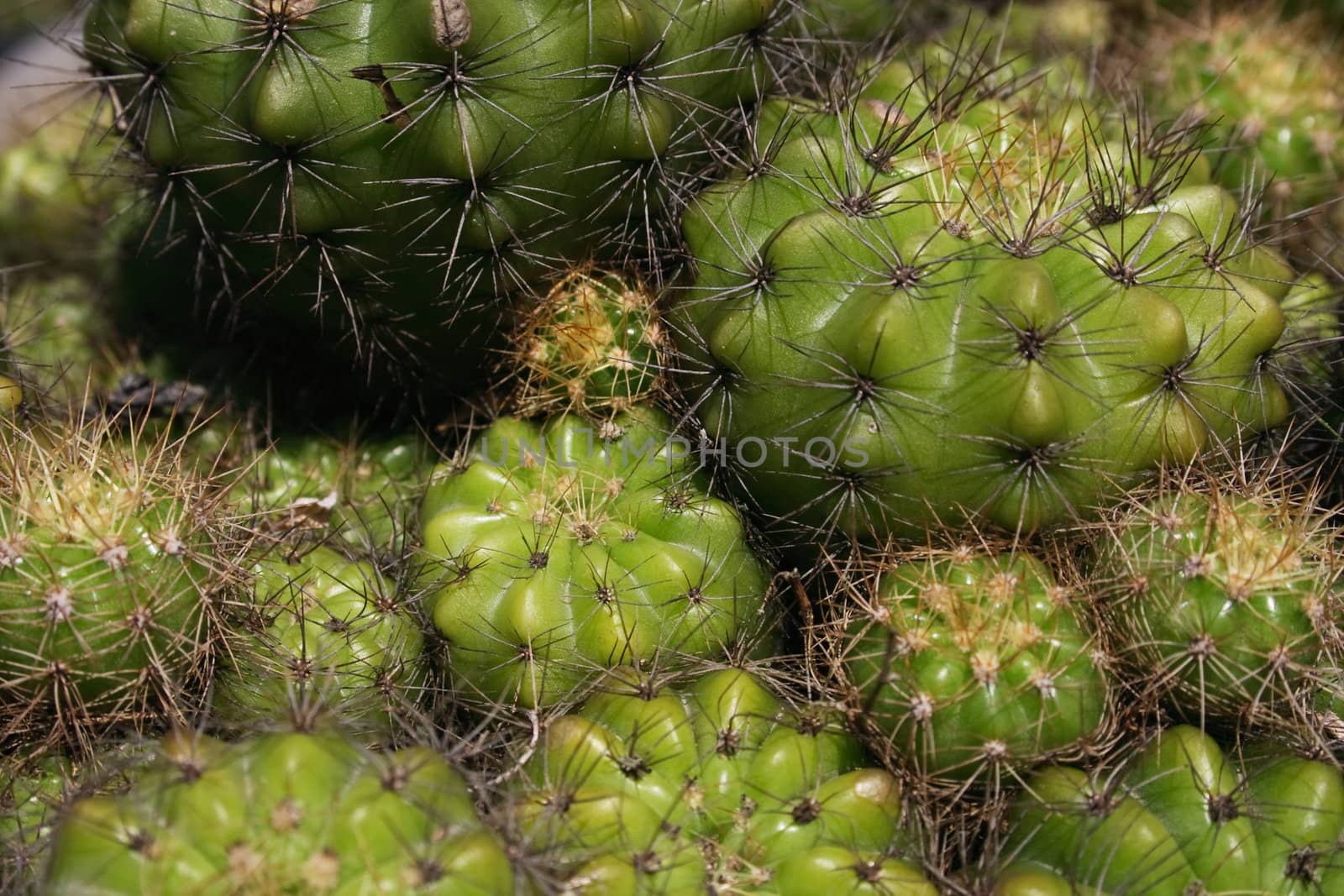 A group of cactus that can use as background in design