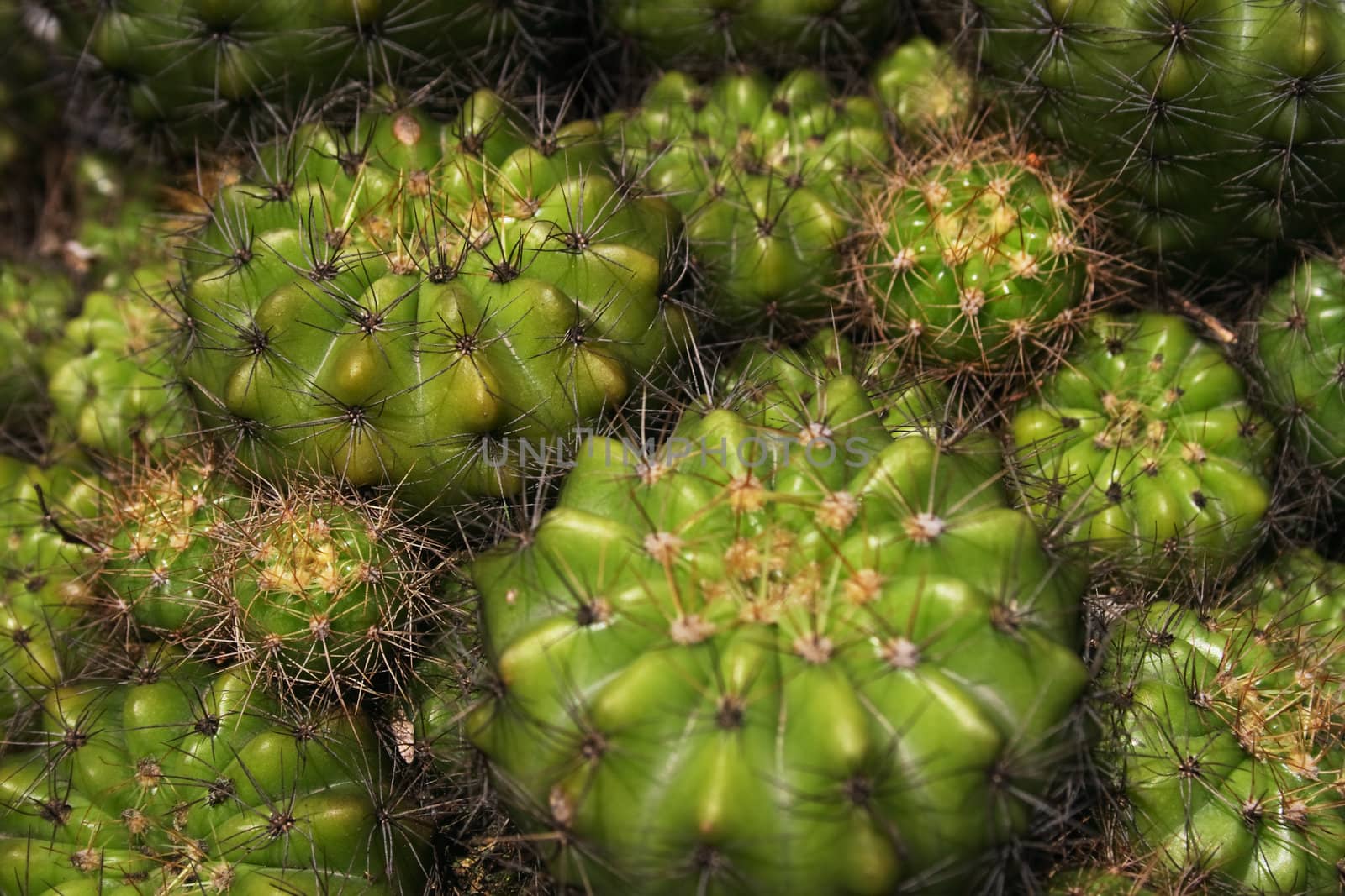 A group of cactus that can use as background in design