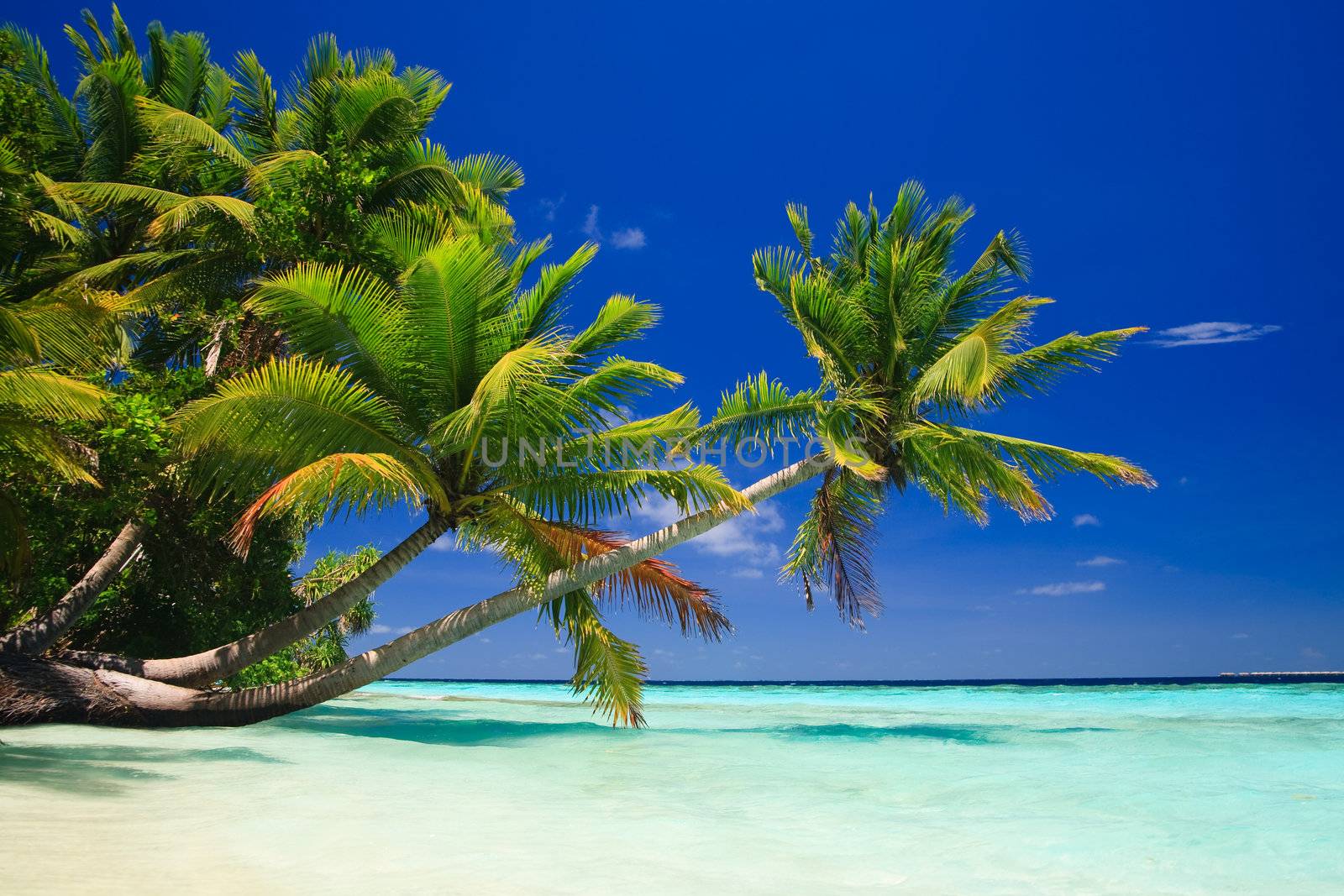 Tropical Paradise at Maldives with palms and blue sky