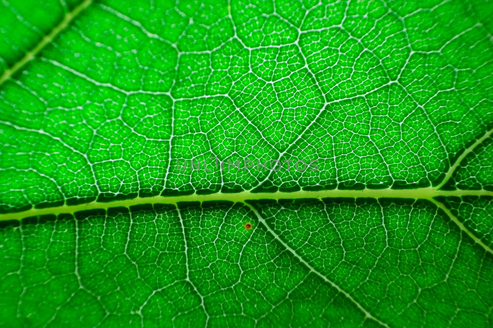 green fresh leaf details macro