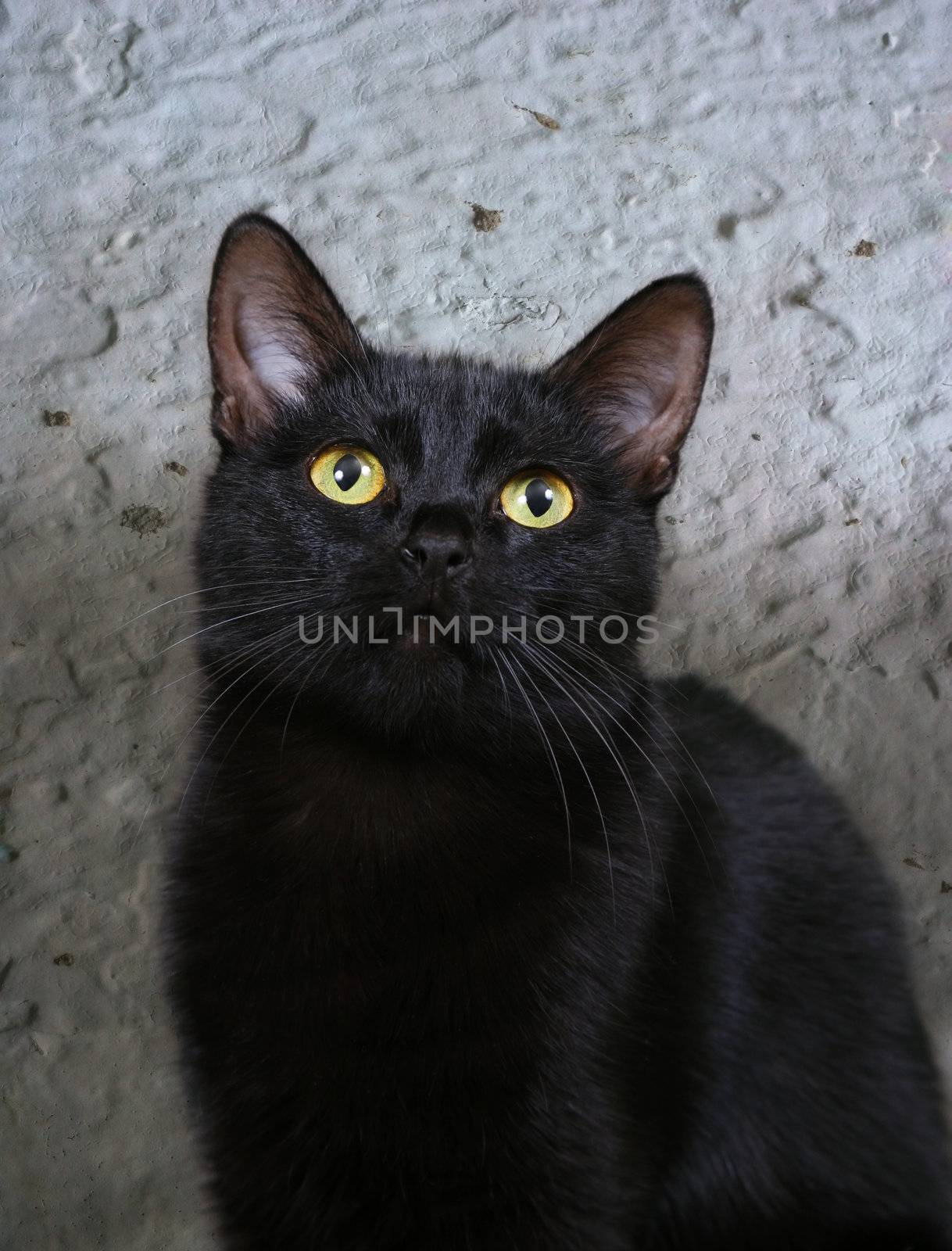 Beautiful black cat on a background of a wall