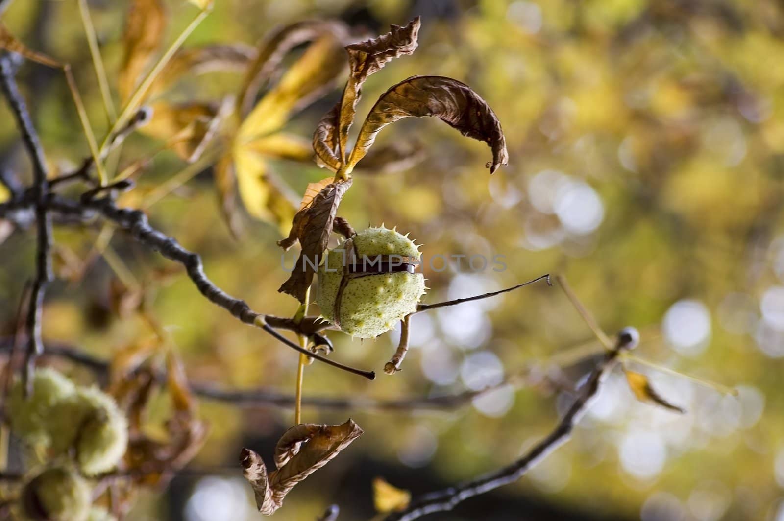 chestnuts on the tree in park
