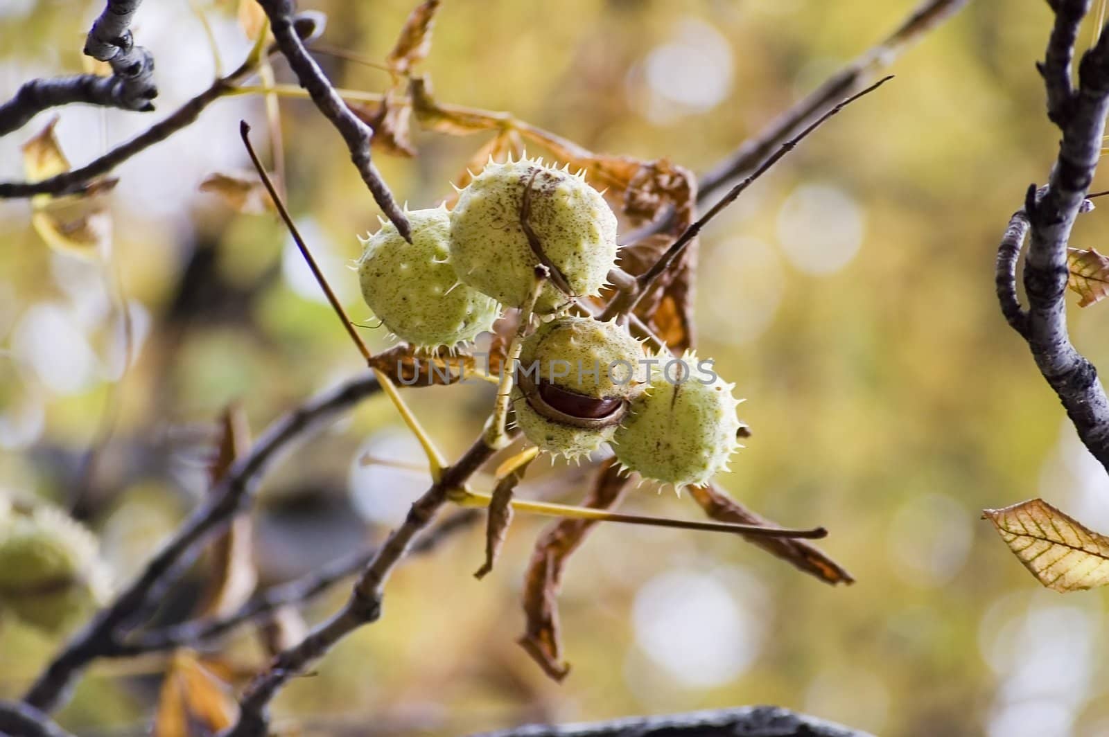 chestnuts hanging on the tree in park