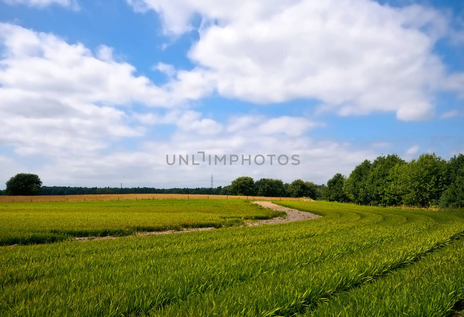 bright green agriculture farmland   by karinclaus