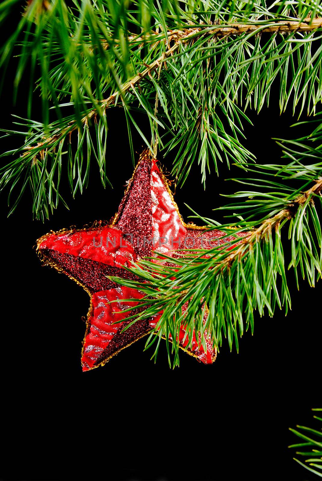 Red star hanging from a branch.black background