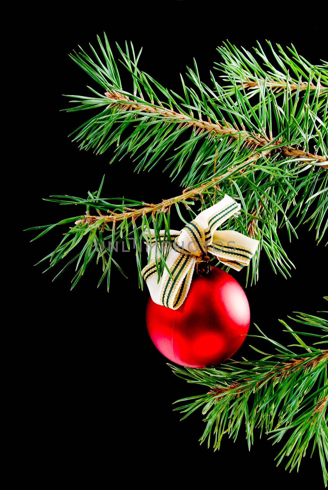 green branches of the pine,embellishment cristmas,