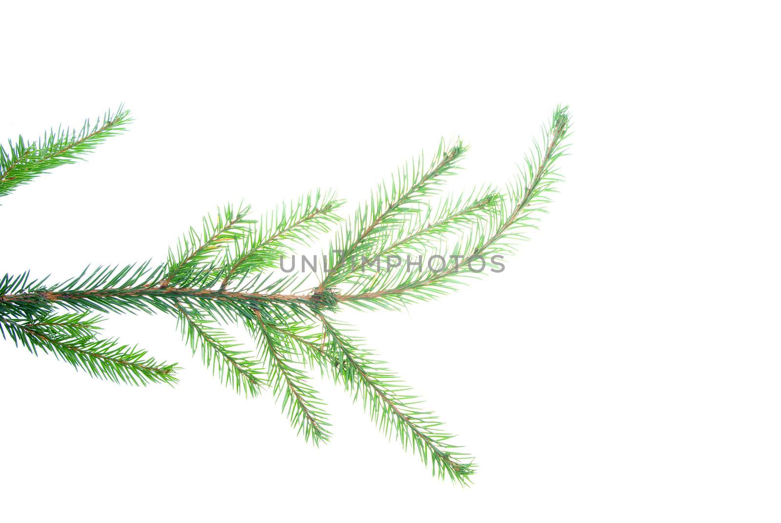 green fir branches with space for your text isolated