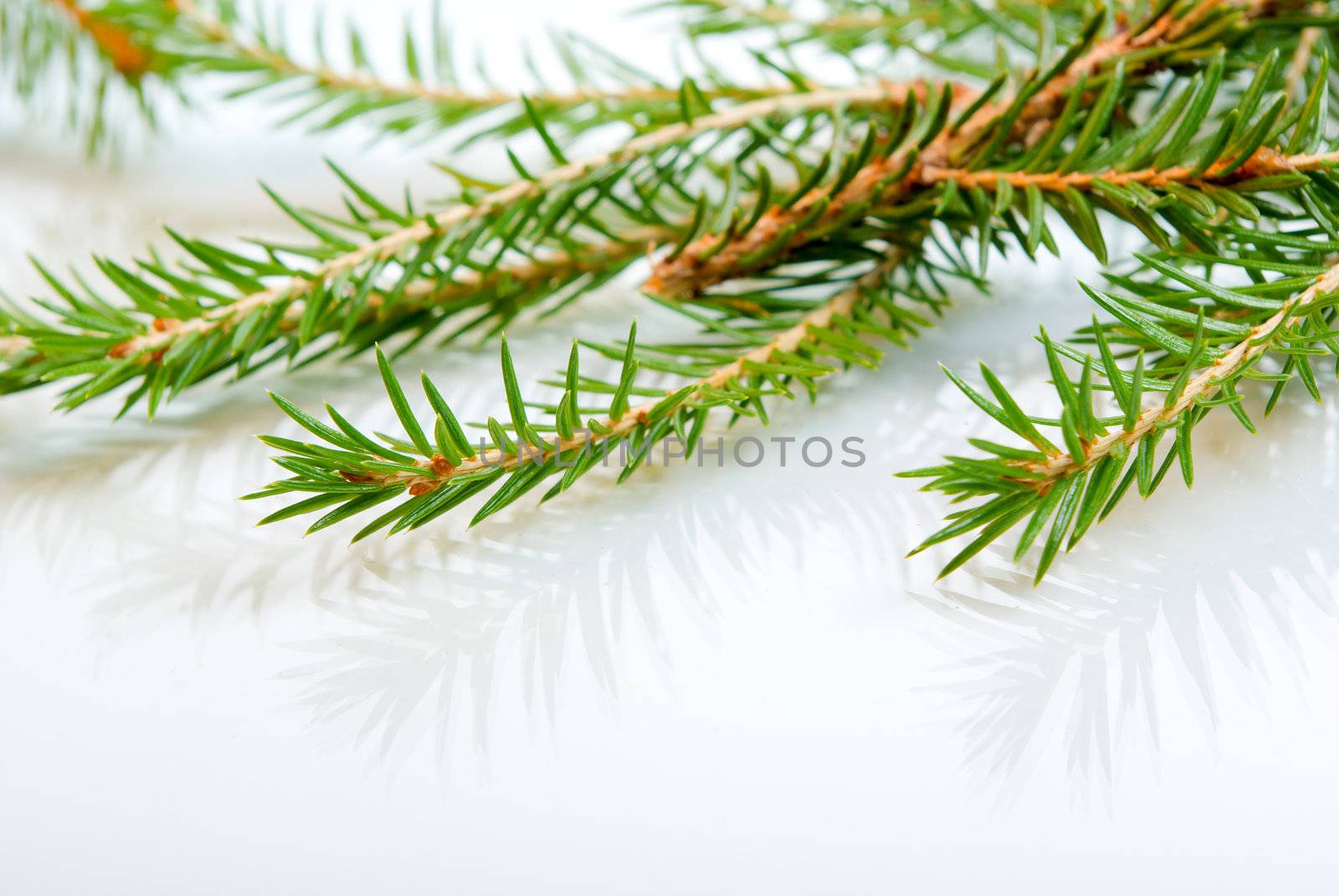 green fir branches with space for your text 
