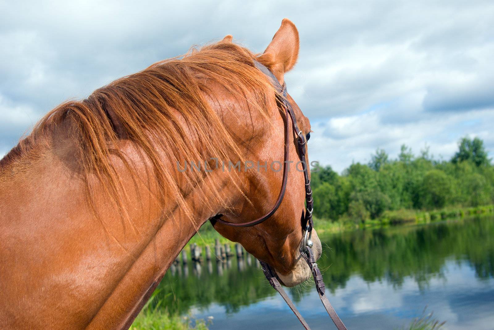 Horse in water.racehorse outdoor