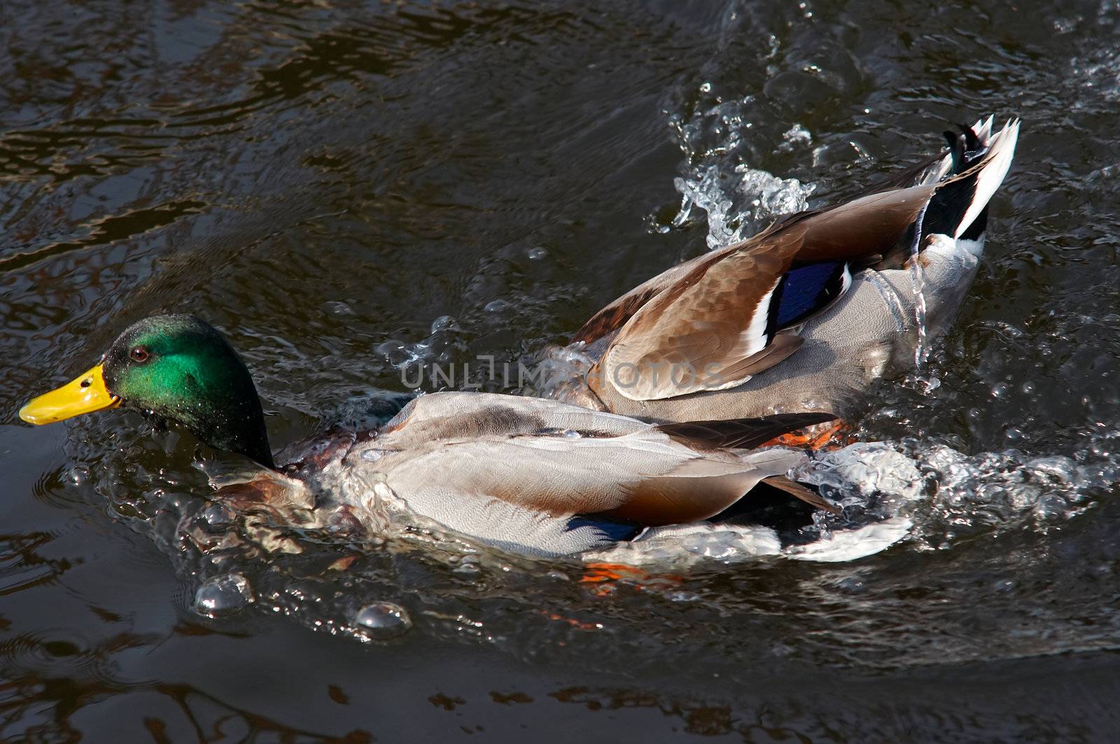 Shot of the wild ducks