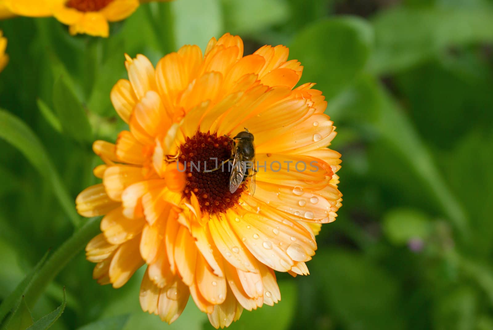 yellow  flower close-up. pot marigold (Calendula officinalis) field