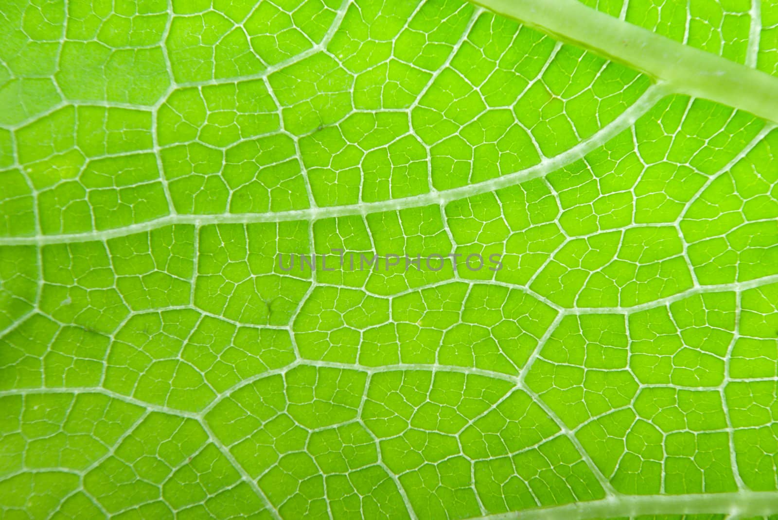 a macro of a leaf .abstract  background