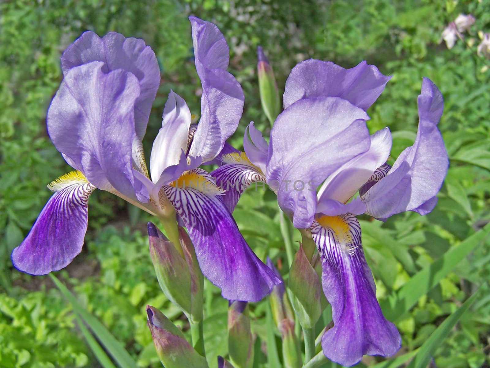 Close up of the iris flowers and buds.