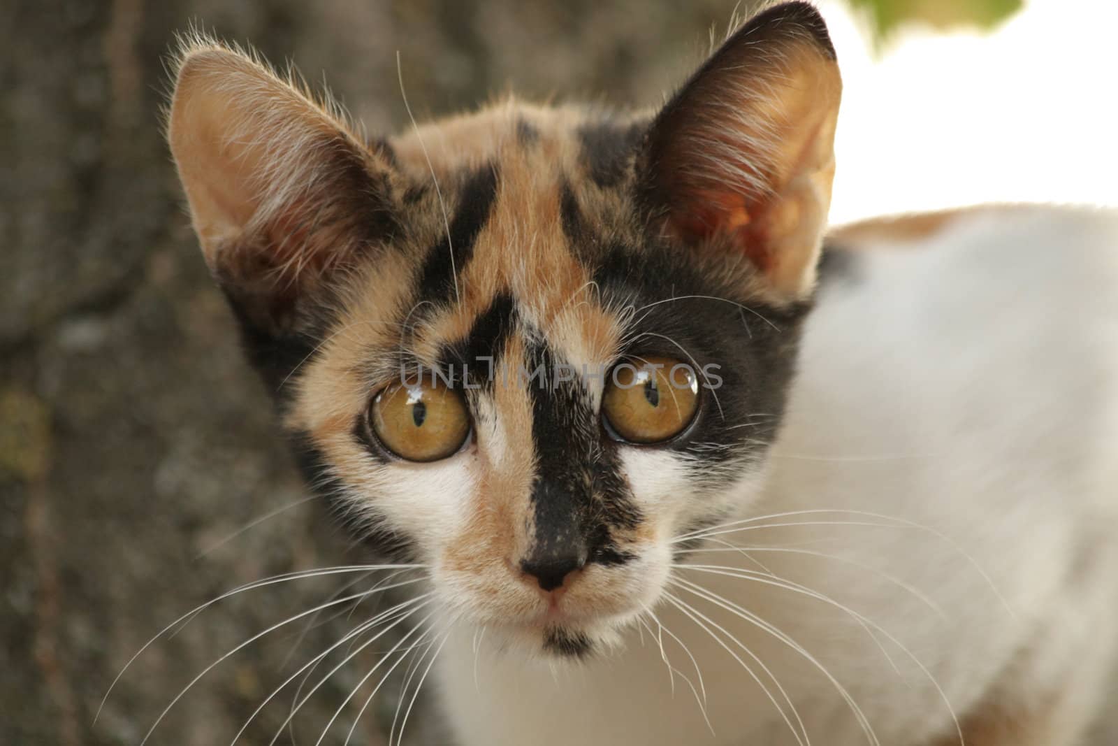 Close up of the curious harlequin colored funny cat.