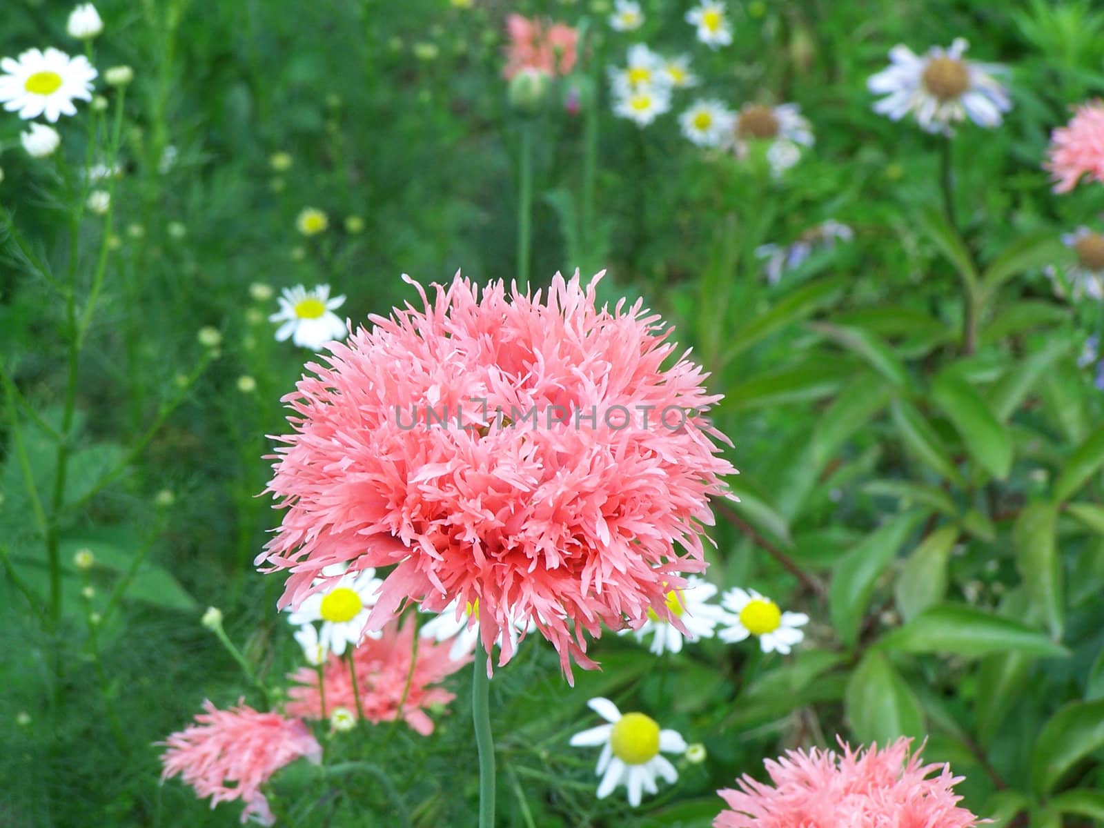 Close up of the pink colored cornflower. Background.
