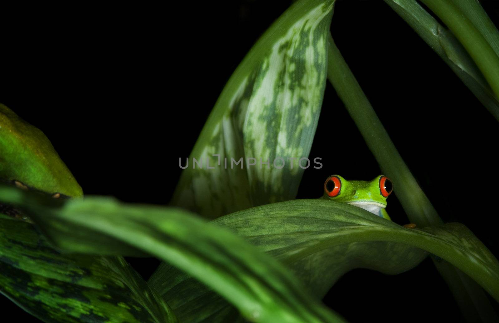 Red Eyed Tree Frog (Agalychnis callidryas) trying to hide among leaves.