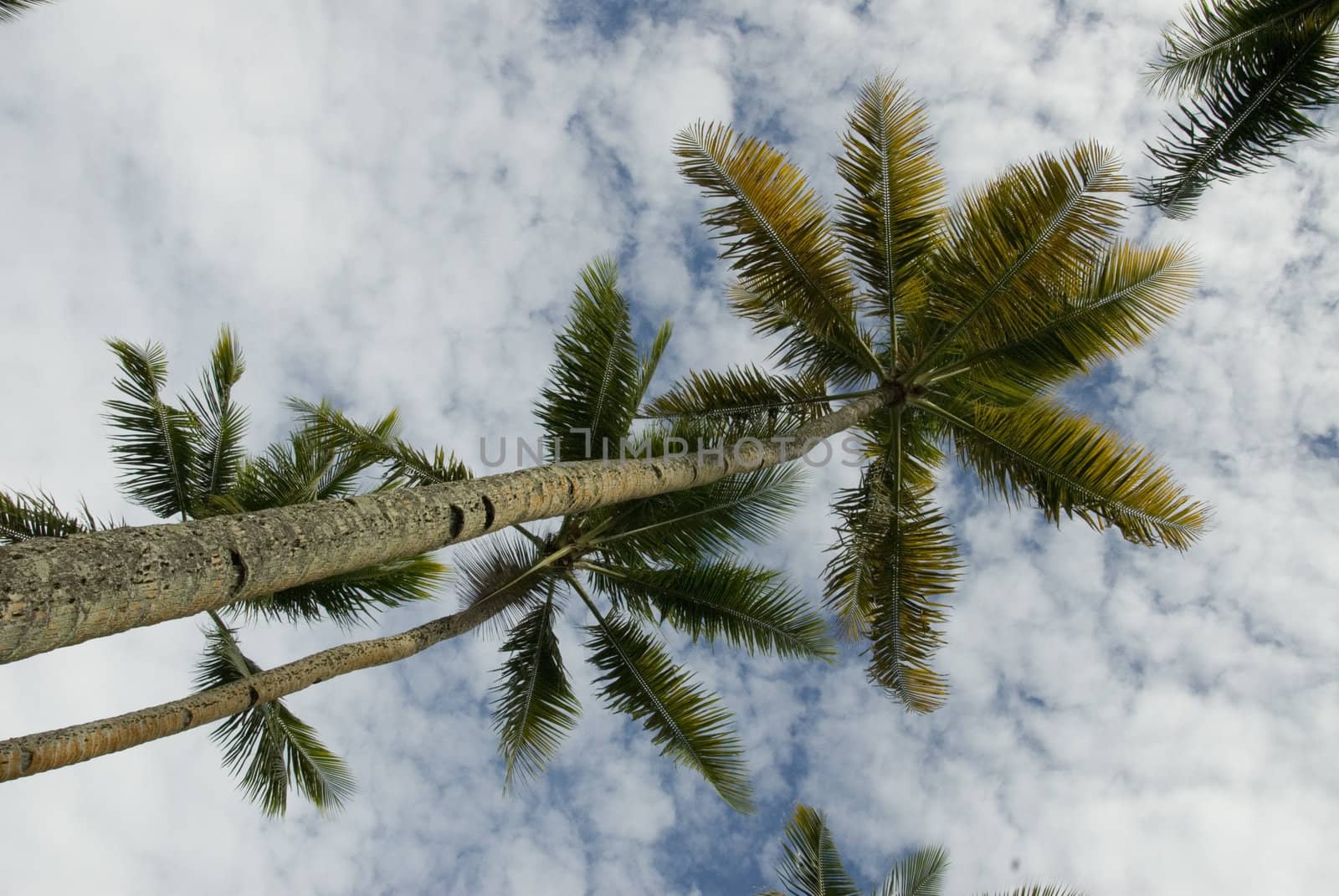 Upward view of multiple tropical palm trees