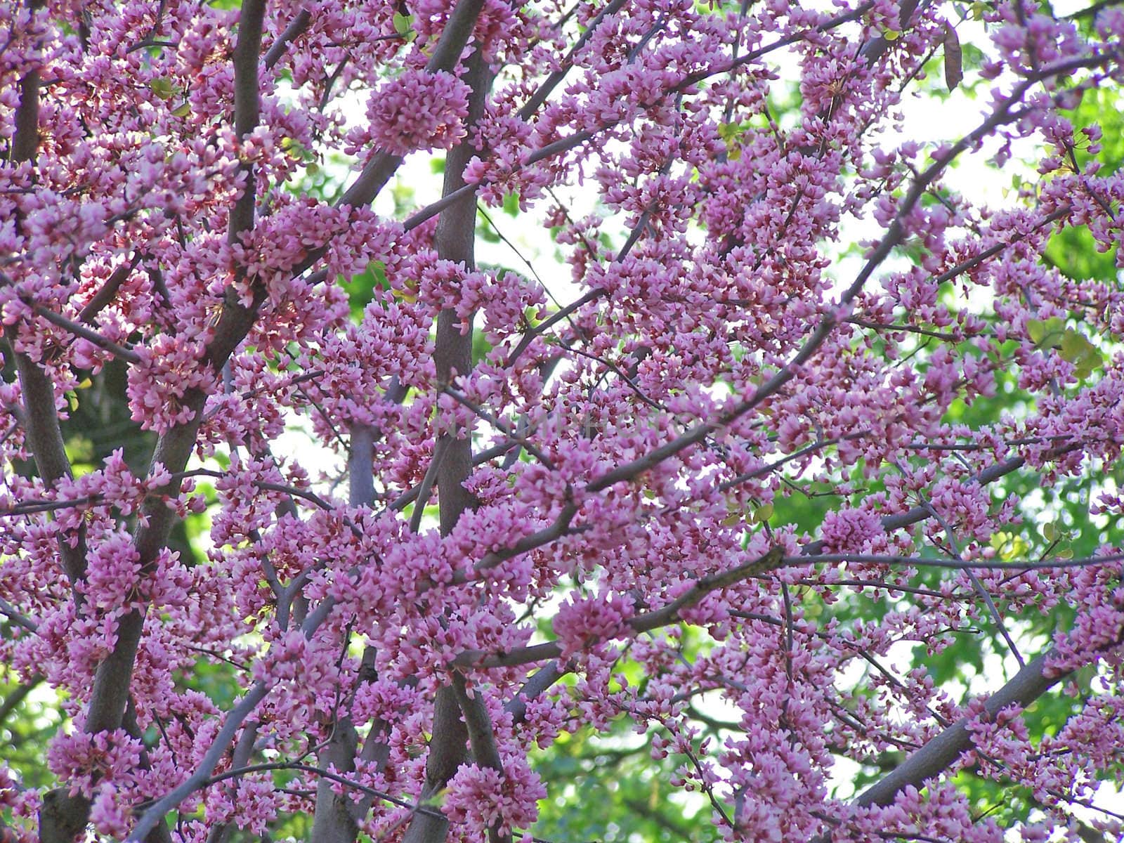 Pink blossoms of blooming tree in the spring.